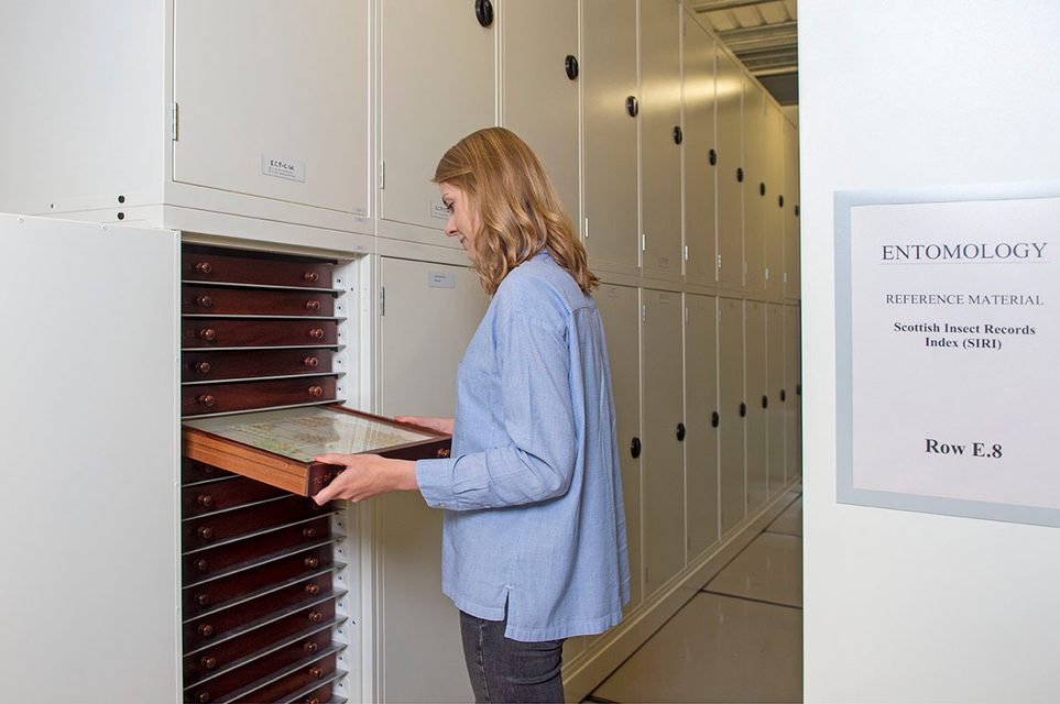 A curator pulling out a tray from a storage cabinet.
